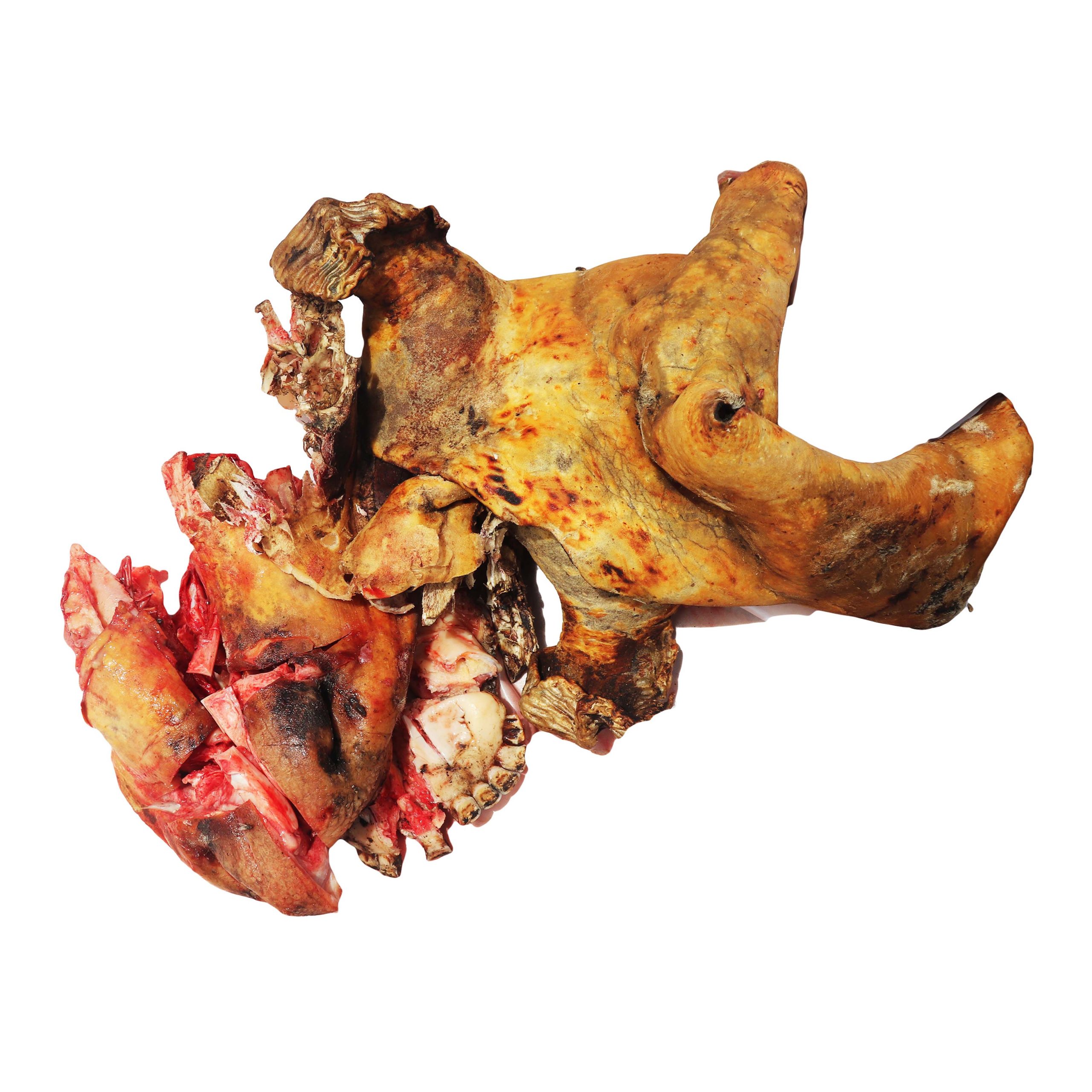 Cow head