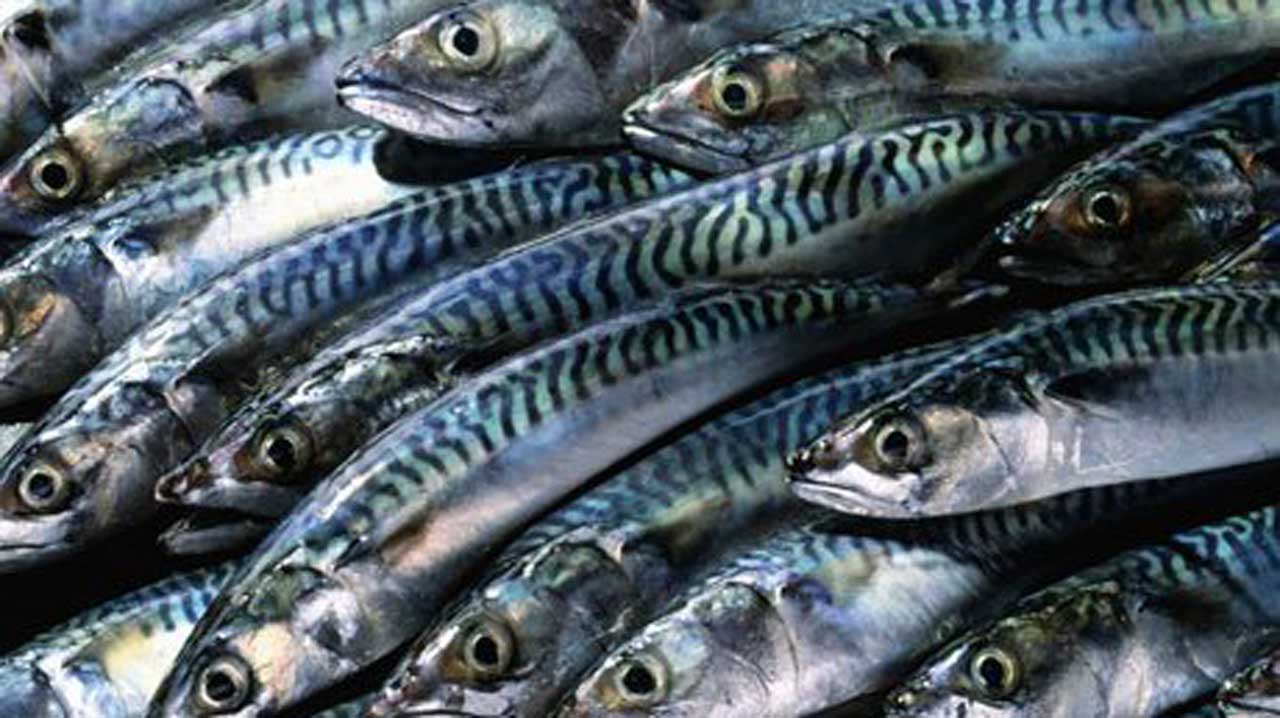 Titus Fish Fresh 1kg