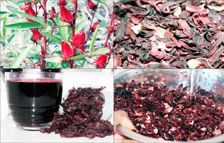 Zobo small