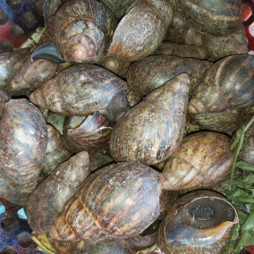 Snails