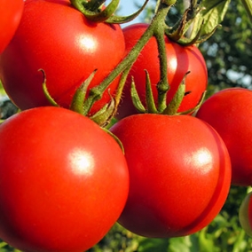 Tomatoes small