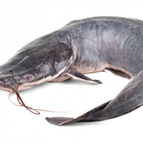 Catfish