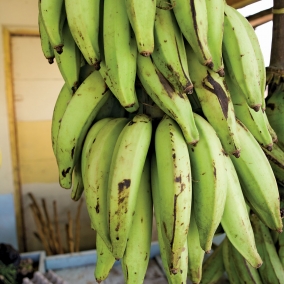 Plantain