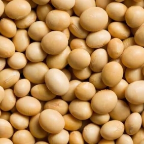 Soya Beans