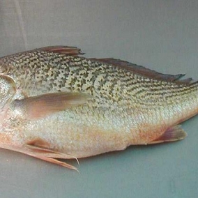 Crocker Fish Fresh 1kg