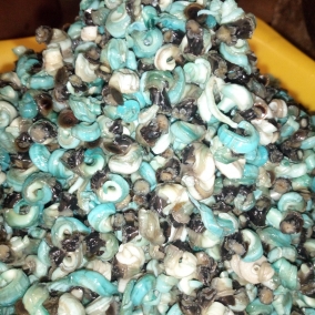 Periwinkles